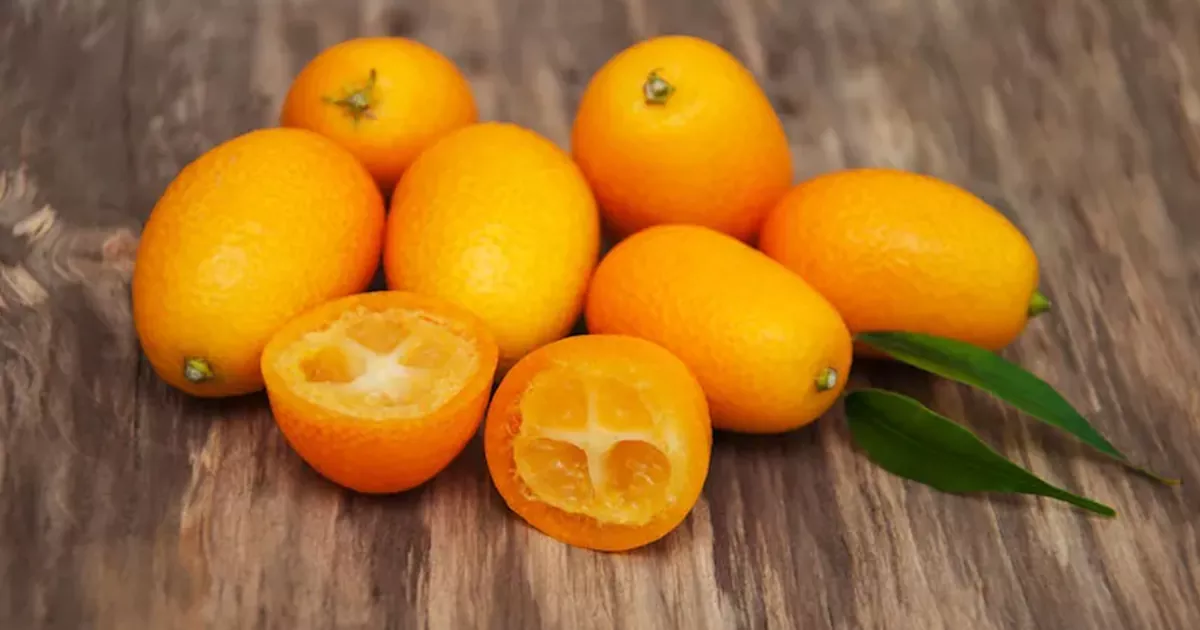 کامکوات چیست؟ (پرتقال زینتی یا پرتقال کوچک)