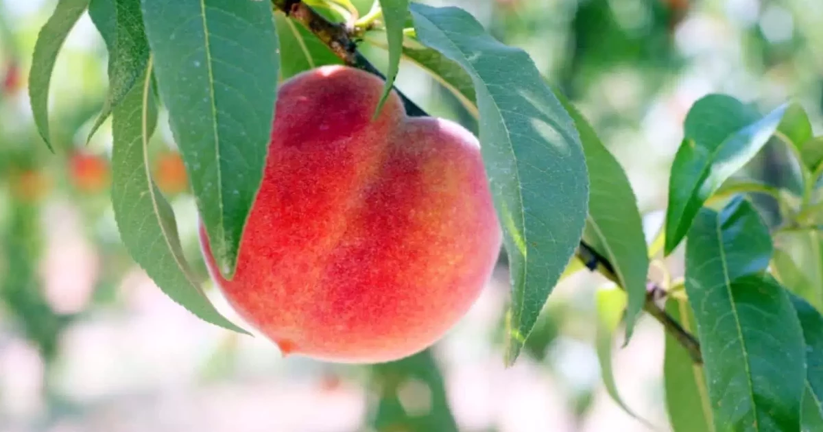 شاخص گلیسمی هلو