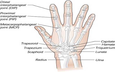 استخوان دست