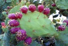 میوه کاکتوس