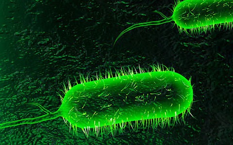 میکروب باکتری