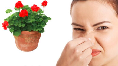 رفع بوی بد خانه