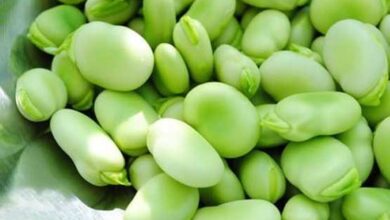 باقالا و خواص درمانی آن