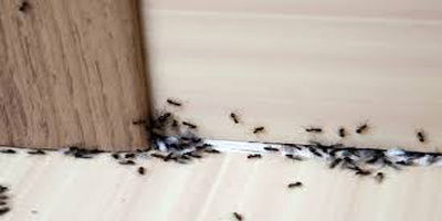 خلاص شدن از شر مورچه