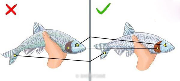 تشخیص ماهی تازه و سالم