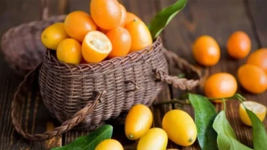 کامکوات چیست؟ طرز تهیه ترشی کامکوات