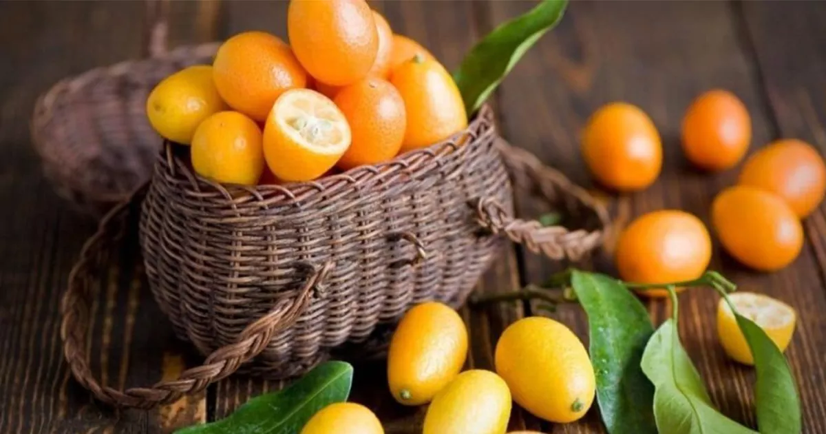 کامکوات چیست؟ طرز تهیه ترشی کامکوات