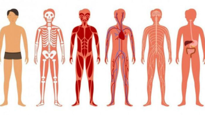 گوگل مپ برای بدن انسان
