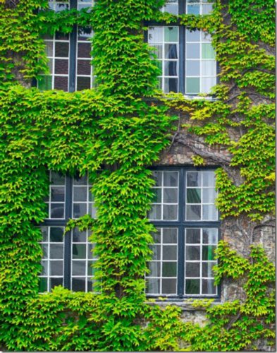 hedera canariensis