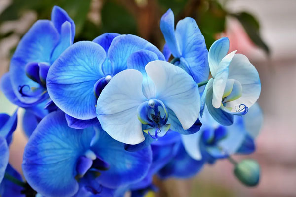 10 گل زیبای جهان