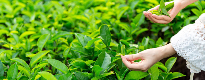 چای سبز برای کنترل دیابت
