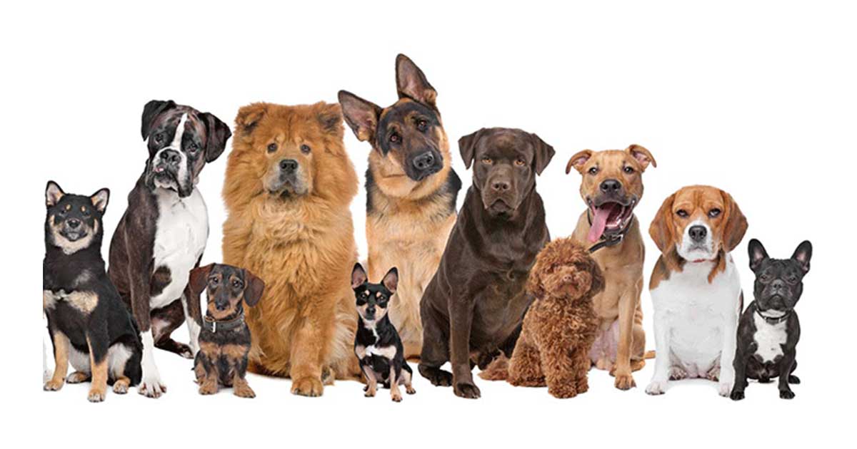 معرفی محبوب ترین نژادهای سگ