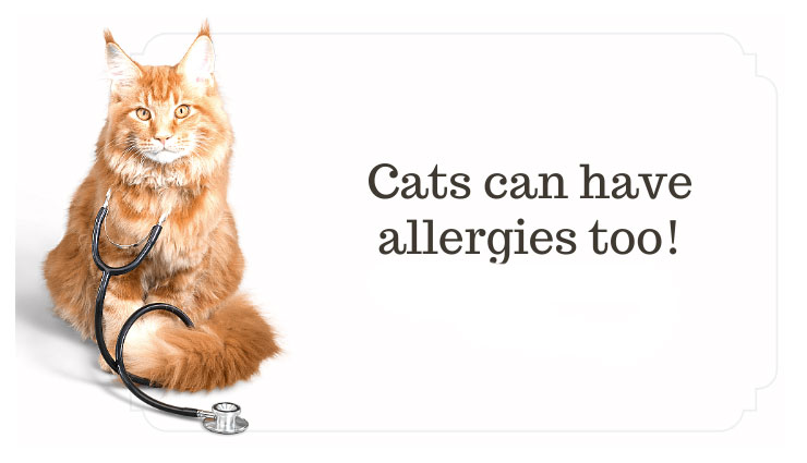 گربه ها میتوانند برای شما ایجاد آلرژی کنند
