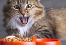 غذای گربه
