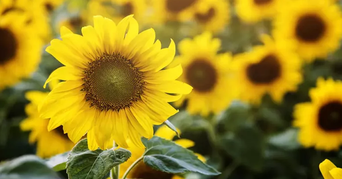 ویژگی‌های جنسی و علایق متولدین تابستان