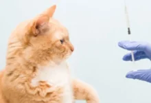 واکسیناسیون سگ و گربه در تهران