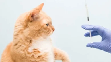 واکسیناسیون سگ و گربه در تهران