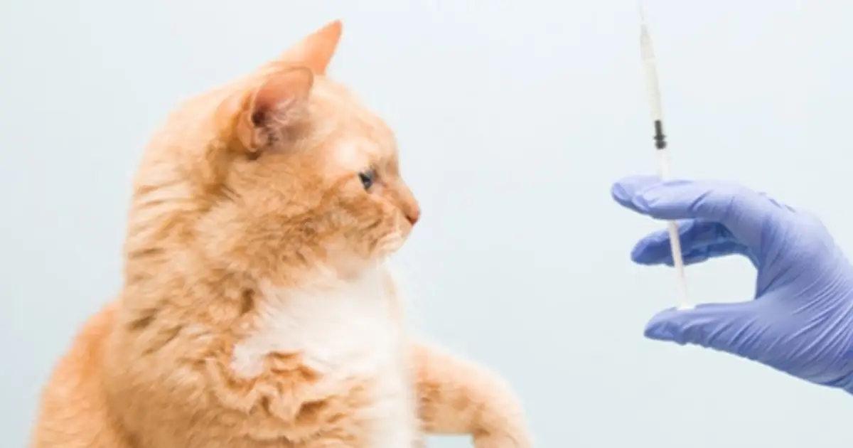 واکسیناسیون سگ و گربه در تهران