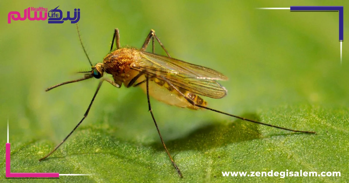 بیماری سالک و نیش پشه، چگونه رخ می‌دهد؟