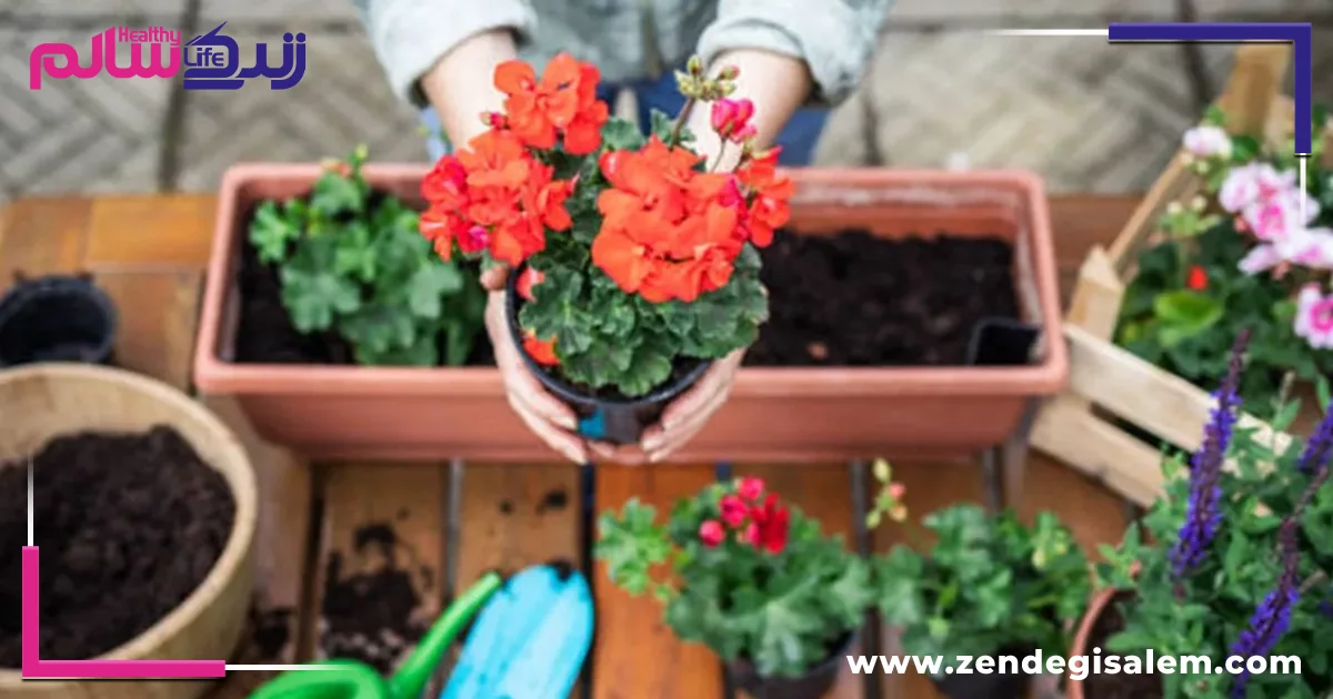 مراقبتهای پس از تعویض خاک گلدان
